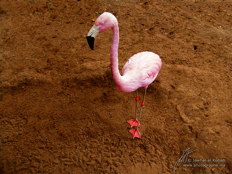 20090210223536_flamant-rose.jpg