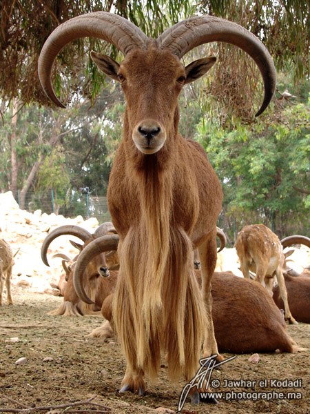 20090212225747_mouflon-amanchettedelatlas-maroc.jpg