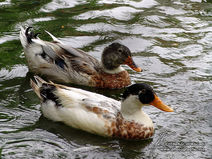 20090215140458_canards-dans-l-eau.jpg